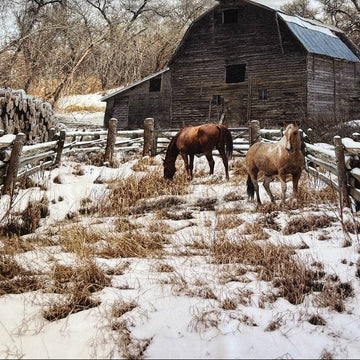 Winterwind And Stable Panel – Pasture