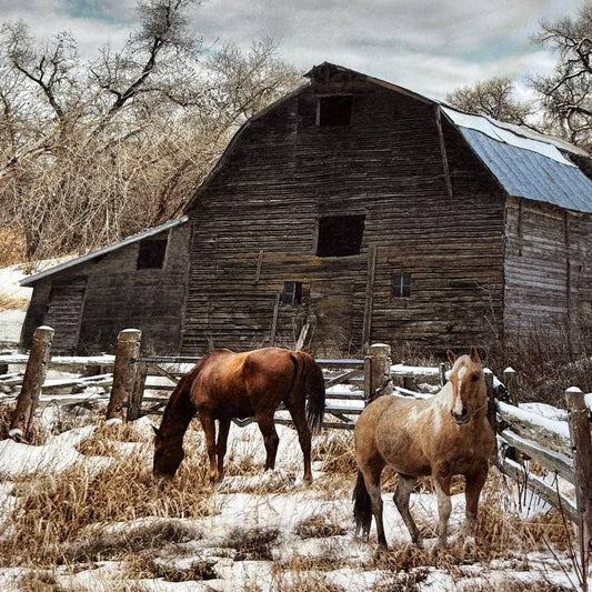 Winterwind And Stable Panel – Pasture